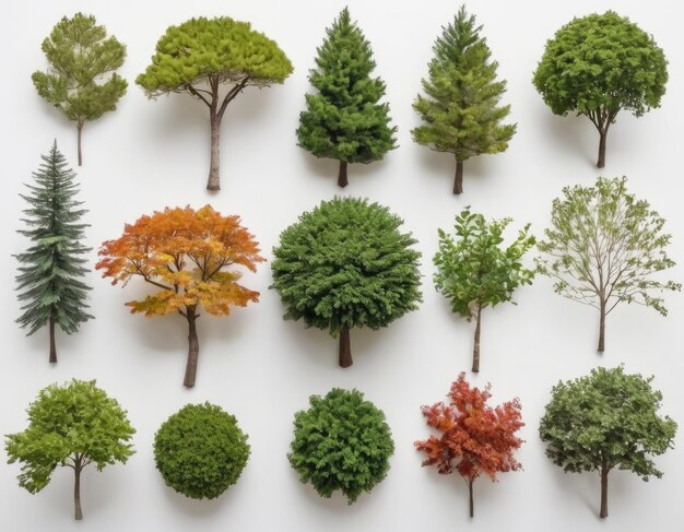 Top view collection of various trees on white background