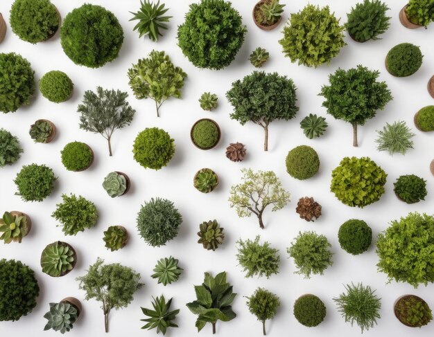 Photo top view collection of various trees on white background