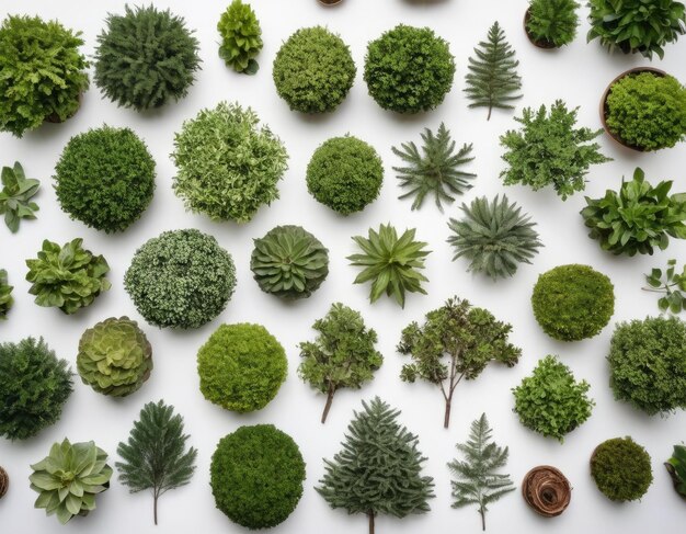 Top view collection of various trees on white background