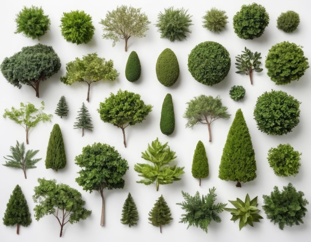 Top view collection of various trees on white background