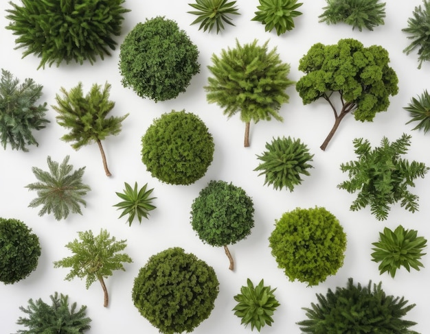 Top view collection of various trees on white background