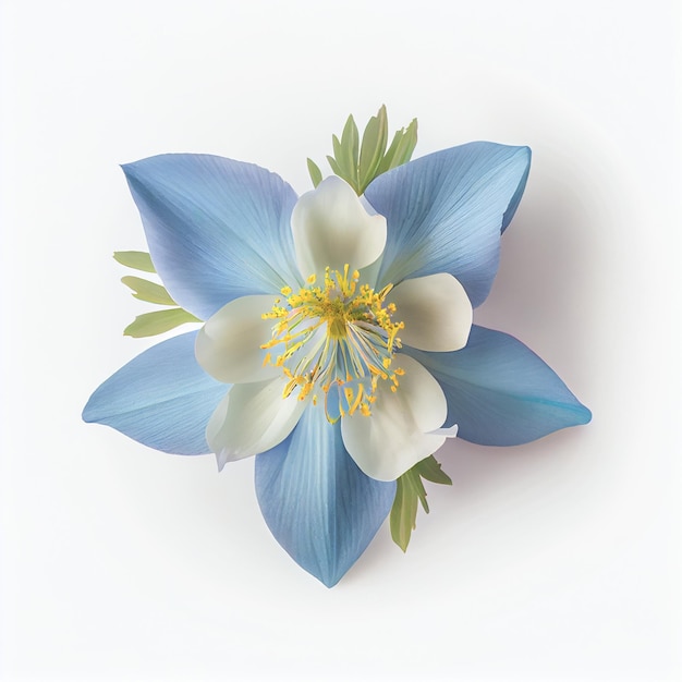 Top view a Colorado blue columbine flower isolated on a white background suitable for use on Valentine's Day cards