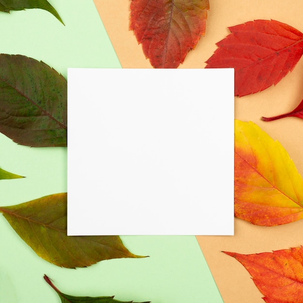 Photo top view of colored leaves with square paper