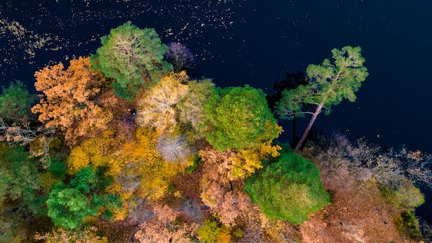 Top view of colorful forest trees and lake in autumn Ukraine