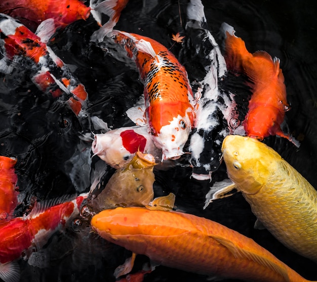 Top view colorful koi fishes