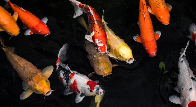 Photo top view colorful koi fishes