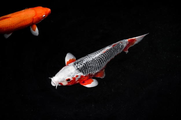 Top view colorful koi fishes