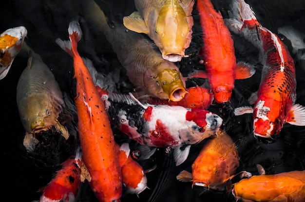 Photo top view colorful koi fishes