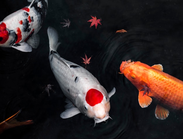 Photo top view colorful koi fishes