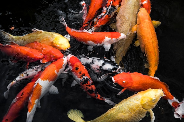 Photo top view colorful koi fishes