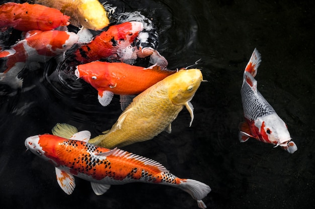 Photo top view colorful koi fishes