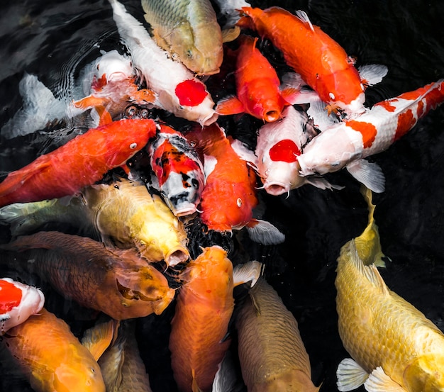 Top view colorful koi fishes