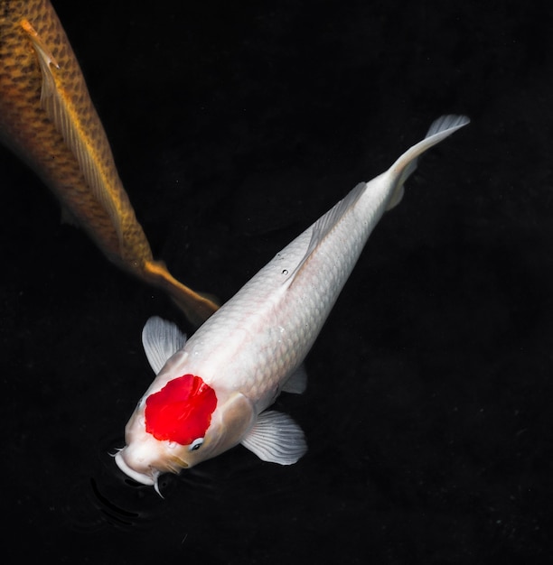 Top view colorful koi fishes