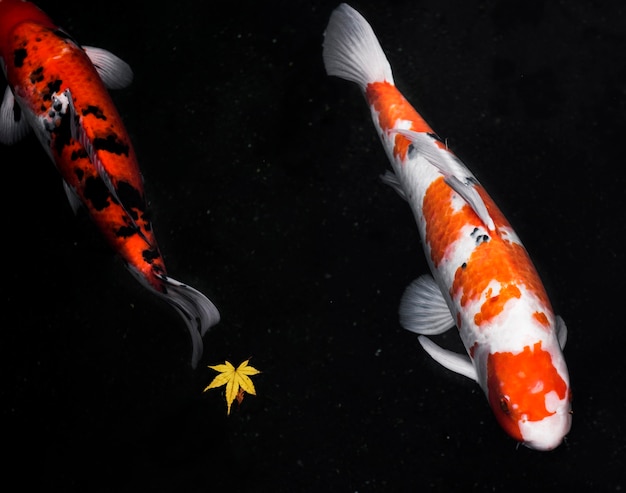 Top view colorful koi fishes