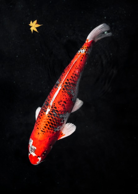 Top view colorful koi fishes