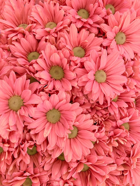 Top view of colorful pastel flowers