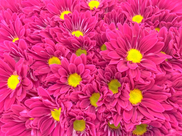 Top view of colorful pastel flowers