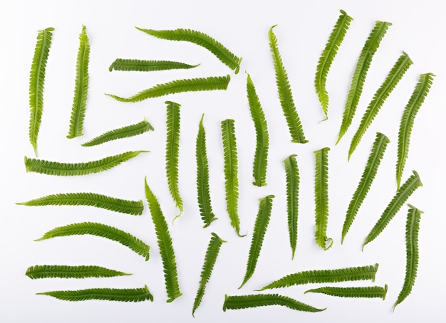 Top view of a composition of fern leaves on a white surface