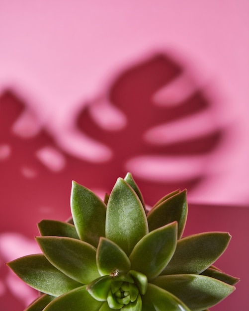 the top view composition with an single evergreen succulent plant is eichveria, hard shadow plant is eichveria from soft shadows from monstera plant philodendron on a pink background.