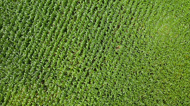 Foto vista dall'alto di campi di grano