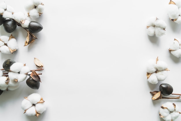 Top view of cotton flowers