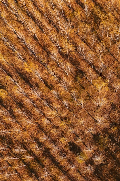 Top view of cottonwood aspen tree forest in autumn