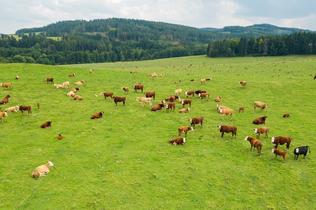 Top view of cows cattle grazing grass in a green meadow in mountains