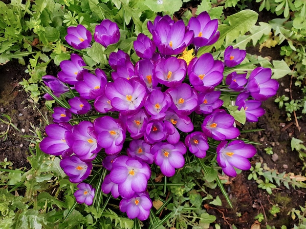 Вид сверху на Crocus tommasinianus 'рубиновый гигант' (ранний крокус)