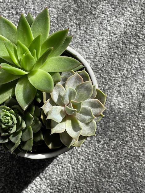 Top view cropped shot of green succulents in the sun shining though the window