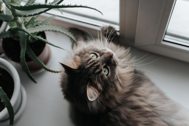 Top view curious fluffy gray cat resting by window and looking up, indoors