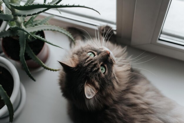 Vista dall'alto curioso gatto grigio lanuginoso che riposa vicino alla finestra e guarda in alto, all'interno
