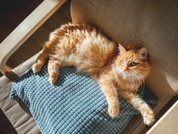 Top view on cute ginger cat lying on pillow fluffy pet is sleeping on chair