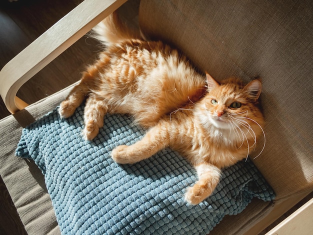 Top view on cute ginger cat lying on pillow fluffy pet is sleeping on chaircozy home lit with sun