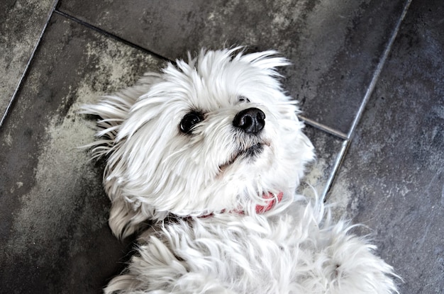 Top view of a cute white Bichon Maltes puppy lying on the ground.