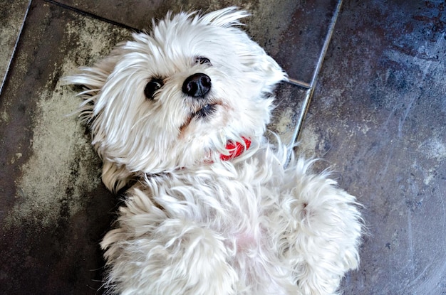 Top view of a cute white Bichon Maltes puppy lying on the ground.