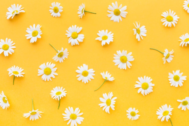 Photo top view daisies arrangement