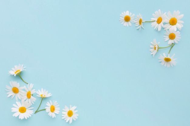 Top view daisies in corners