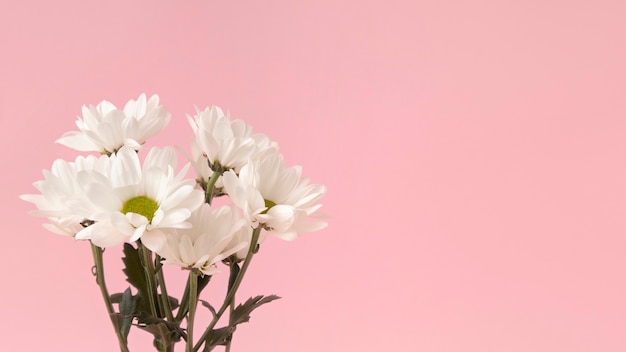 Photo top view daisies in studio arrangement