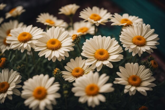 Top view daisies with copy space