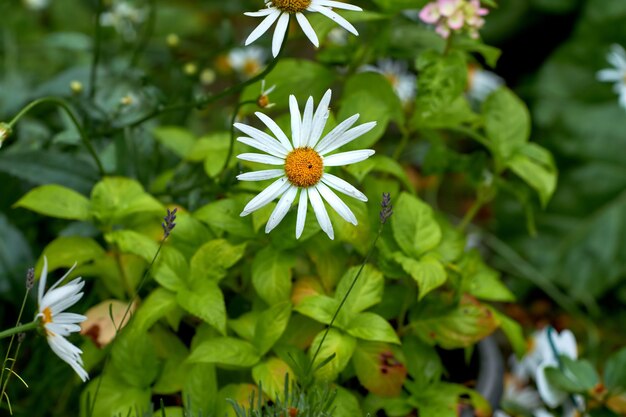 Top view of a daisy flower growing in backyard garden in summer Marguerite plants blooming in its natural environment in spring from above Pretty white flowers blossoming in garden Flora in meadow