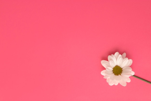 Photo top view daisy in studio with pink background