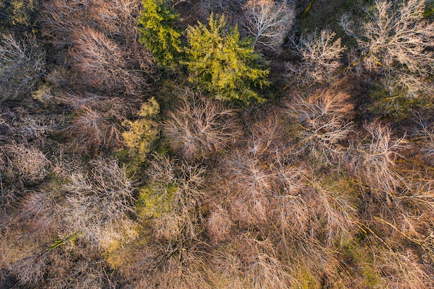 Top view of deciduous tree forest in the beginning of spring