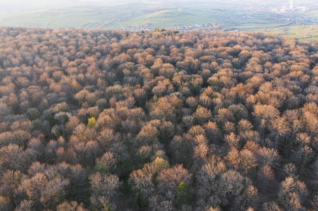 Top view of deciduous tree forest in the beginning of spring