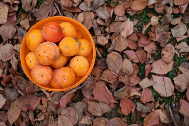 Top view of delicious sweet ripe persimmons harvested in a bucket placed on the ground full of autumn leaves