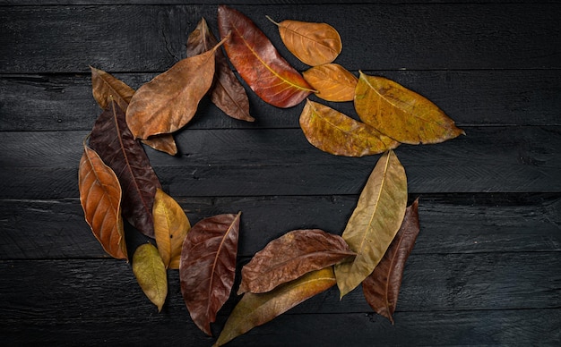 Top view of different colored dry leaves