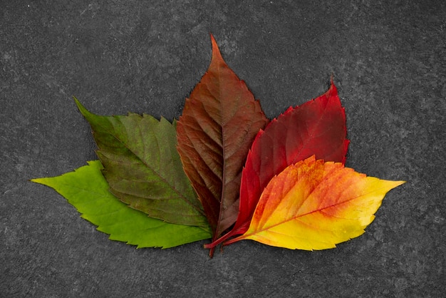 Top view of different colored leaves