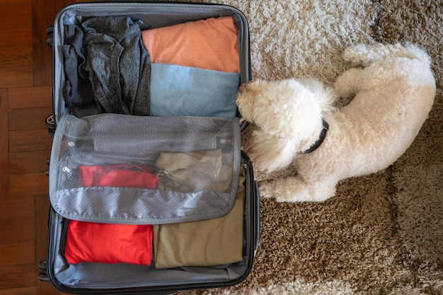 Top view of a dog looking at a suitcase with clothes