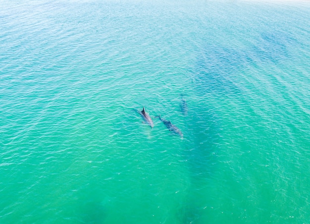 Top view of dolphins in the Black sea. Anapa 2020