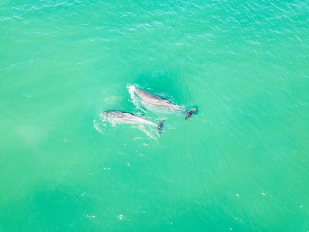 Вид сверху на дельфинов в Черном море. Анапа 2020