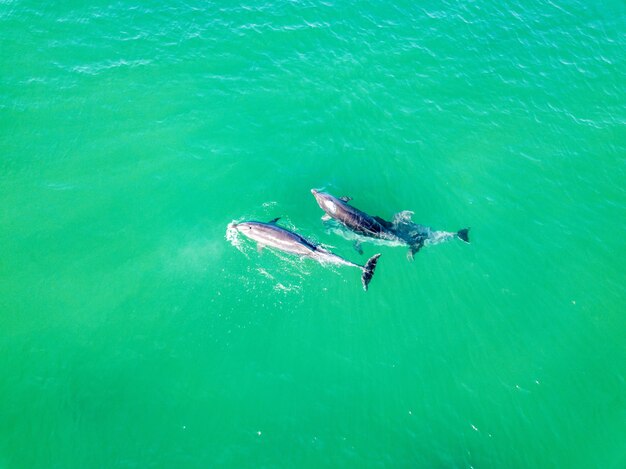 Photo top view of dolphins in the black sea. anapa 2020